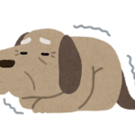 老犬のしつけ方：愛情と忍耐で実現する幸せな晩年