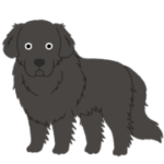 ニューファンドランド犬の魅力と飼育のポイント：優しい巨人との暮らし方