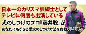 愛犬との絆を深める!藤井聡の犬のしつけ方法DVDで実現する理想の犬との暮らし