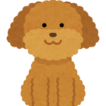 トイプードルのカットスタイル人気ランキング2024！愛犬を可愛く変身させるトレンドヘアを徹底解説